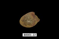 藏品(銀錦蛤)的圖片